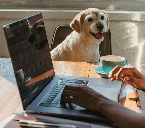 working with your dog